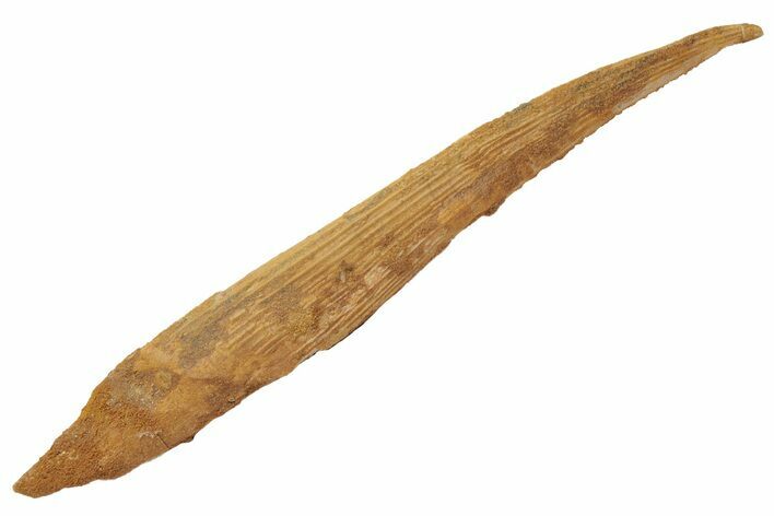 Fossil Shark (Hybodus) Dorsal Spine - Kem Kem Beds, Morocco #208728